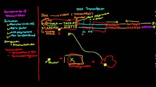 Prokaryotic transcription [upl. by Hashum]