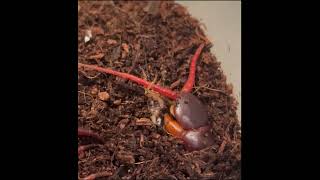 A Buried Giant Vietnamese Centipede Scolopendra dehaani Eating Food to Nujabes Music centipede [upl. by Mercie]