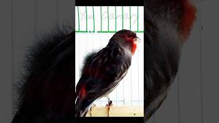 S51 • Black Red quotbronzequot song canary  You Canary aviary [upl. by Jacquette]