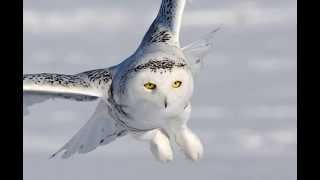 Bubo Scandiacus Snowy Owl 3 Owlets begging for the food [upl. by Diraj]