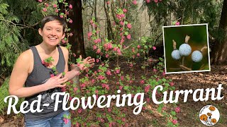 RedFlowering Currant Ep 16  Botany with Brit [upl. by Attenej380]