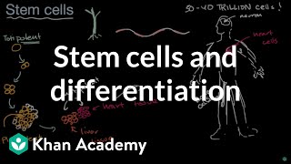 Stem cells and differentiation  From cells to organisms  High school biology  Khan Academy [upl. by Langbehn]