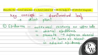 Describe the internal structure of a dorsiventral leaf with the help of well labelled diagram [upl. by Nitsreik465]