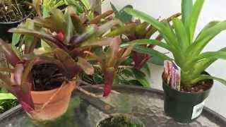 GROWING BROMELIADS FROM SEEDS HOW TO SOW BROMELIAD SEEDS [upl. by Joyan72]