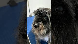 Watch this Schnoodle’s adorable transformation ✂️🐾 Schnoodle groomingtips dogshorts [upl. by Gilford41]