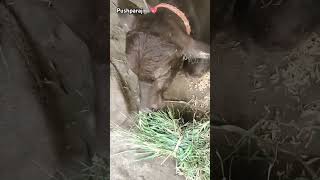 Murrah calf🐃💝  murrahcalf villagelife 5starmurrah dailyvlog shortsf ‪Shailendra00563 [upl. by Stickney100]