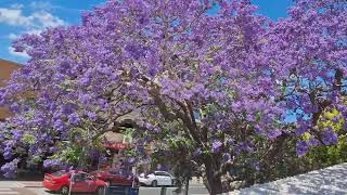 November 2024 Jacaranda flower season in Sydney [upl. by Fidelis]