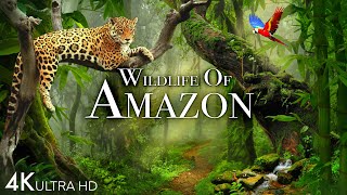 Wildlife of Amazon 4K  Animals That Call The Jungle Home  Amazon Rainforest  Relaxation Film [upl. by Anisirhc675]