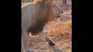 Plains Camp Male Lion at Inyati  23 July 2024 [upl. by Bilac]