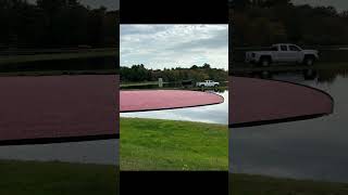 cranberryharvesting cranberry cranberrybog usa massachusetts แครนเบอรี่ฟาร์ม [upl. by Anined]