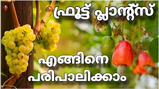 Fruit plants growth techniques and tips in malayalam  Prs kitchen krishi cultivation [upl. by Annig]