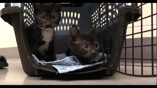 Fostering Kittens With Cerebellar Hypoplasia [upl. by Arnelle]