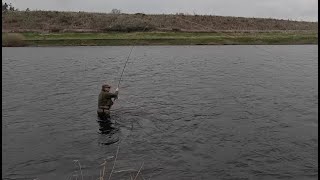 Salmon fishing on the River Tweed at West Newbiggin 8th March 2024 [upl. by Rabi]