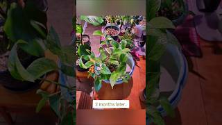 Planting my pothos water propagations pothospropagation pothosplant [upl. by Nnyled404]