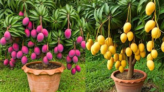 🌿Can You Really Grow Mango Tree in Just 30 Days live gardening [upl. by Arimaj]