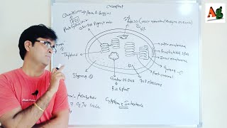 Chloroplast structure and function  Chromoplast  Leucoplast  Cell Biology  Agriculture [upl. by Koo]