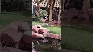 Pink Flamingos At The Flamingo Las Vegas [upl. by Ynohta]