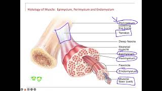 Muscle Endomysium perimysium epimysium [upl. by Snashall]