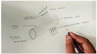 How to draw centriole [upl. by Dympha908]