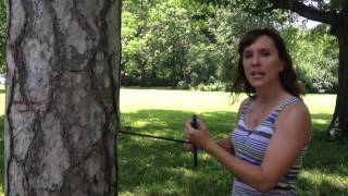 Dendrochronology How to Core a Tree [upl. by Ahsikin44]