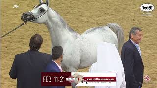 1st Qatar Local Bred 2021  SSC [upl. by Anihs]