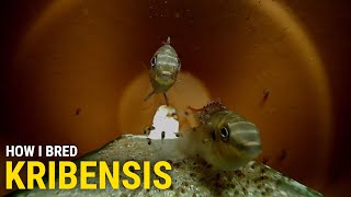 How I Bred Kribensis at Home With Cave Footage [upl. by Enilegnave933]