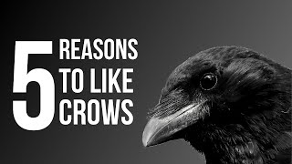 5 Reasons To Like Crows American Crow [upl. by Neelyt]