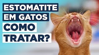 🔴 GENGIVITE EM GATOS  Não Perca Tempo Veja Todos Os Sintomas Agora [upl. by Artemisa]