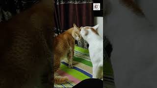 Angry cat fight catvideos [upl. by Joseph]