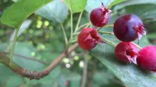 Berries of Snowy Mespilus Amelanchier ovalis  June Berry  20130713 [upl. by Jarred]