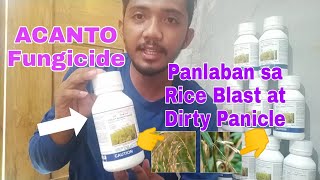 ACANTO Fungicide 250SC  Bagong Lason Para makontrol ang Neck RotBlast at Dirty Panicle [upl. by Pros]