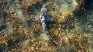 Stuart Florida  SHARKS  Sea Life [upl. by Lamb]