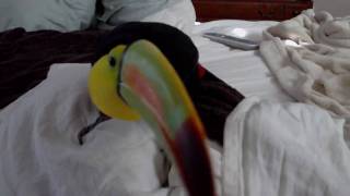 Surprise Toucan Attack [upl. by Catherin]