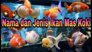 IkanmaskokiIkanhias Mengenali Nama dan Jenis Ikan Mas Koki [upl. by Sinnal]