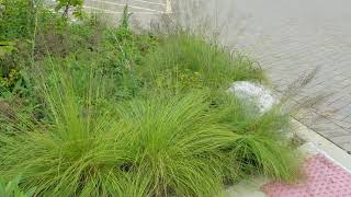 Prairie Dropseed Plant Profile [upl. by Aeriela]