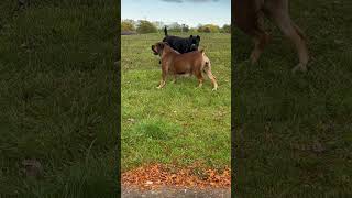 MOST ATHLETIC Mastiff in the World boerboel dogbreed boerboelbreeders [upl. by Morty608]