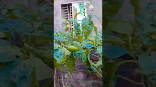 Morich gas🍃🍃foryou quran motivation nature surah viralvideo garden gojol [upl. by Joyan]