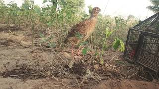 grey partridge teetar sound teetar ki boli teetar avaz [upl. by Aracot24]