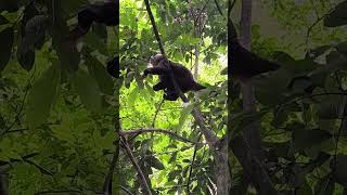 Isla de los monos travel monkey puertomaldonado [upl. by Nelleyram901]