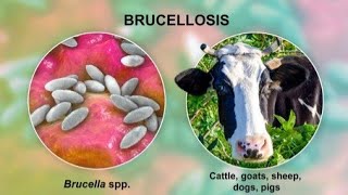 Brucellosis  Types symptoms pathogenesis diagnosis treatment  Infection [upl. by Trellas692]