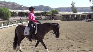 World Dressage Federation Sample Foundation Level Test 2 with Commentary By Will Faerber [upl. by Hayton]