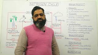 Nitrogen Cycle Urdu Hindi medium profmasoodfuzail Ammonification  Nitrogen fixation [upl. by Amby528]