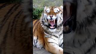 The truth about tigers [upl. by Suoilenroc]