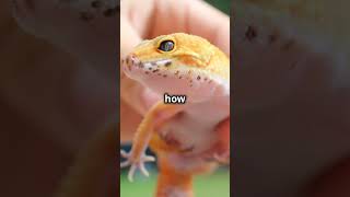 ExoticPets StrangePets PetCuriosities AfricanHedgehog LeopardGecko InfiniCurious UniquePets [upl. by Niraj]