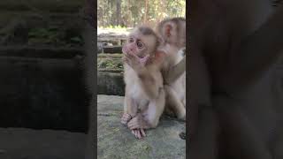 OMG what happened to baby monkey monkeyvideo [upl. by Adnic]