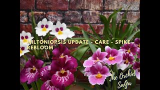 Miltoniopsis update  care  spikes  blooms [upl. by Amairam]