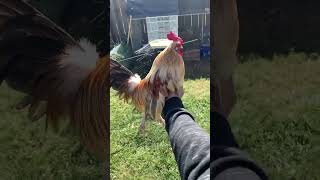 Japanese bantams and loas red jungle fowl chicken rooster [upl. by Aenehs33]