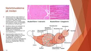 Muskler och rörelseapparaten  Biologi 2 100 p [upl. by Sined350]