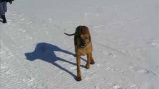 Zeke The Rhodesian Ridgeback Algonquin Park Ontario Pt 2 [upl. by Arfihs]