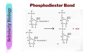 Phosphodiester Bond amp Polynucleotide Chain  Biology Class 1112  NEET [upl. by Brendin]